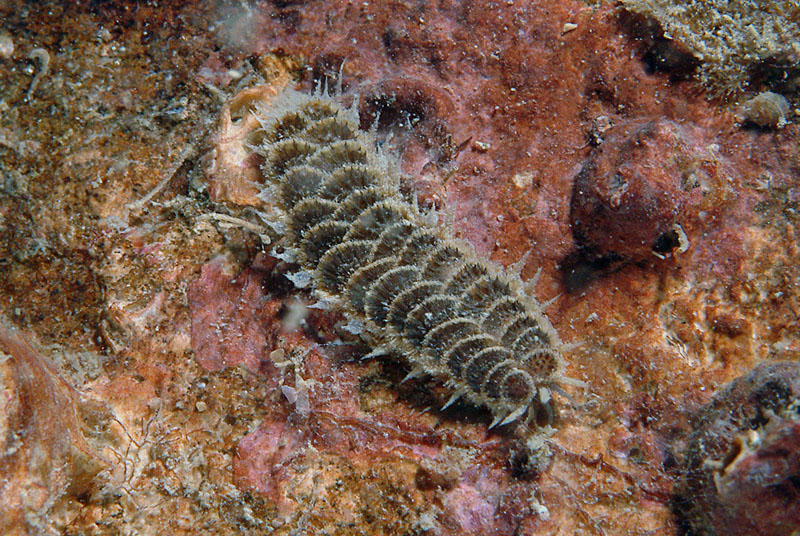 Harmothoe areolata